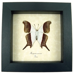 Waiter Daggerwing Butterfly Marpesia coresia verso Framed Taxidermy Display