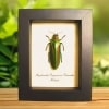 Red Green Jewel Beetle Megaloxantha purpurascens peninsulae Framed Taxidermy Display