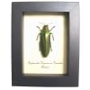 Red Green Jewel Beetle Megaloxantha purpurascens peninsulae Framed Taxidermy Display