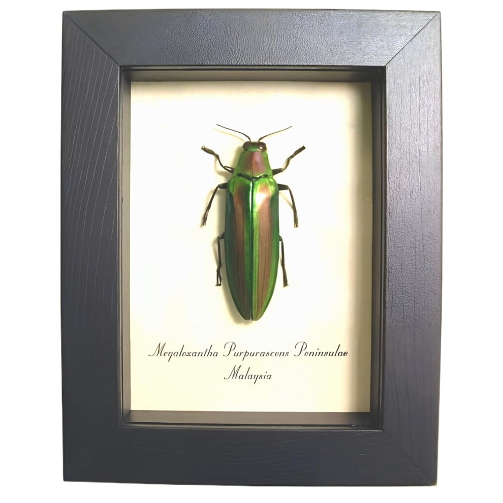Red Green Jewel Beetle Megaloxantha purpurascens peninsulae Framed Taxidermy Display