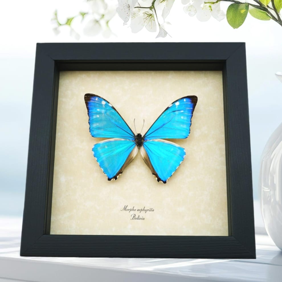 Morpho zephyritis Shimmery Metallic Blue Butterfly Framed Taxidermy Display