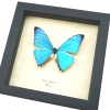 Morpho zephyritis Shimmery Metallic Blue Butterfly Framed Taxidermy Display