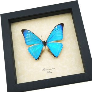 Morpho zephyritis Shimmery Metallic Blue Butterfly Framed Taxidermy Display