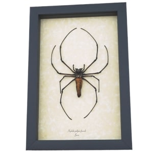 Nephila pilipes Female Golden Orb Weaver Spider Framed Taxidermy Display