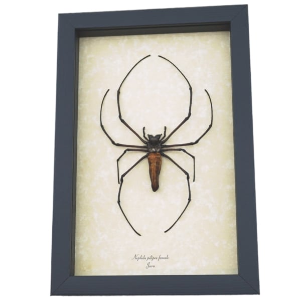 Nephila pilipes Female Golden Orb Weaver Spider Framed Taxidermy Display
