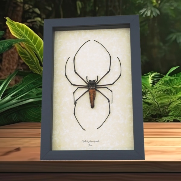 Nephila pilipes Female Golden Orb Weaver Spider Framed Taxidermy Display