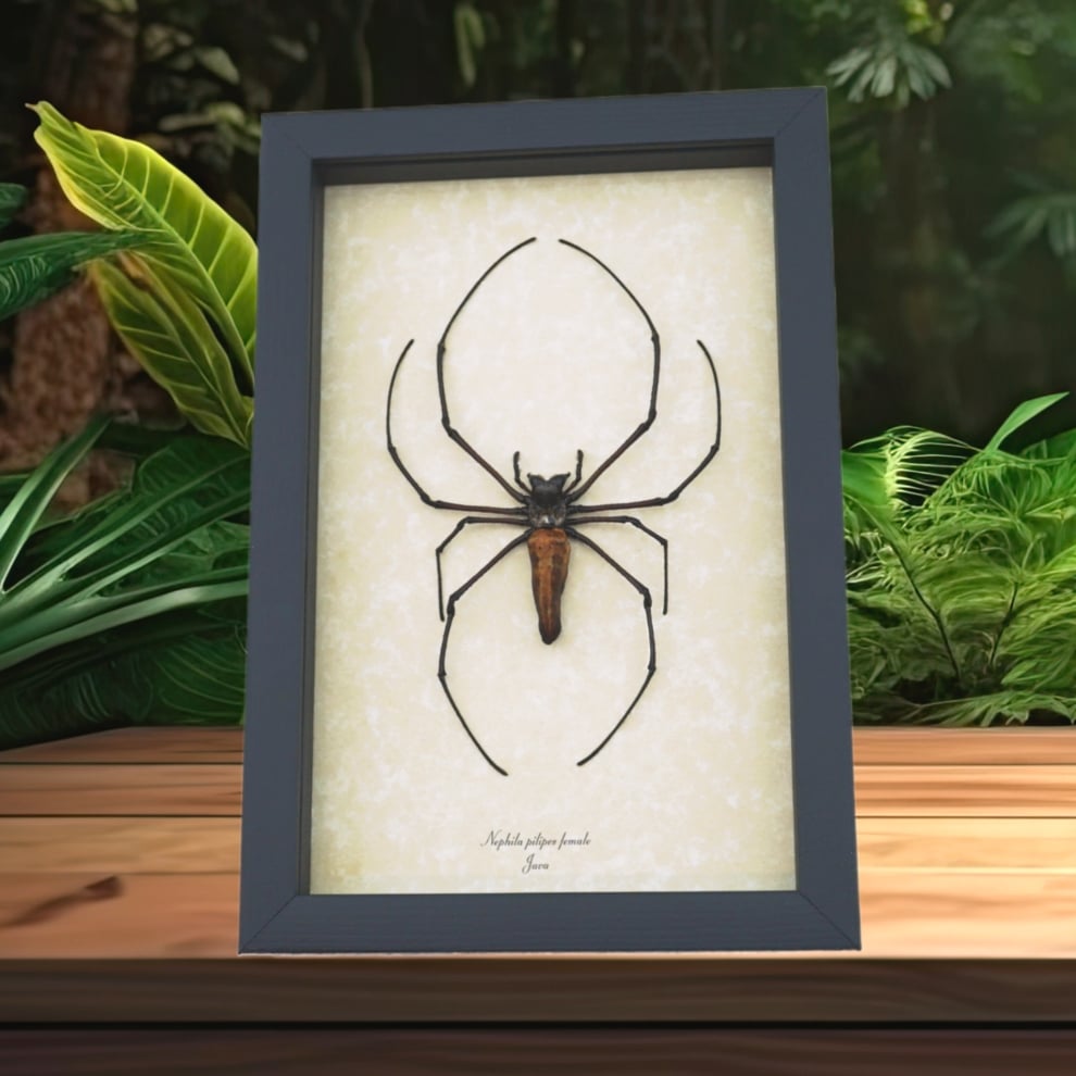 Nephila pilipes Female Golden Orb Weaver Spider Framed Taxidermy Display Nephila pilipes Female Golden Orb Weaver Spider Framed Taxidermy Display