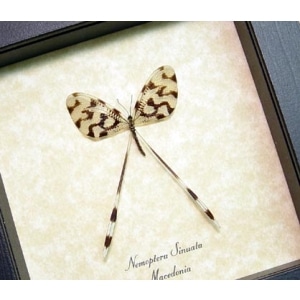 Nemoptera sinuata Spoonwing Framed Insect Taxidermy Display