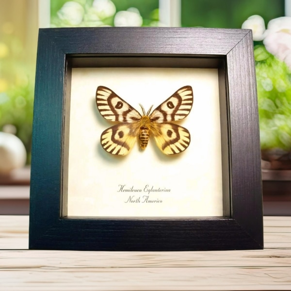 North American Sheep Moth Hemileuca eglanterina Framed Taxidermy Display