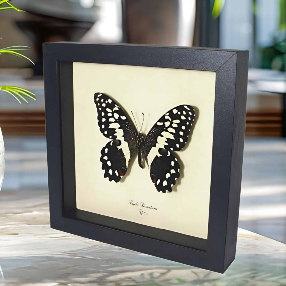 Papilio demodocus Citrus Swallowtail Butterfly Framed Taxidermy Display Papilio demodocus Citrus Swallowtail Butterfly Framed Taxidermy Display