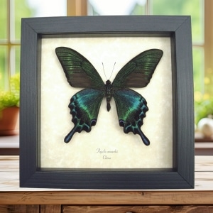 Real Framed Green Swallowtail Butterfly Taxidermy Display