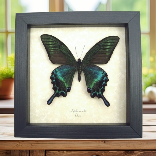 Real Framed Green Swallowtail Butterfly Taxidermy Display