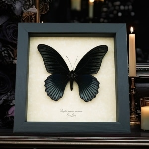 Papilio Memnon Great Mormon Black Butterfly Framed Taxidermy Display