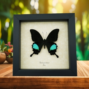 Papilio paris Peacock Swallowtail Green Butterfly Framed Taxidermy Display