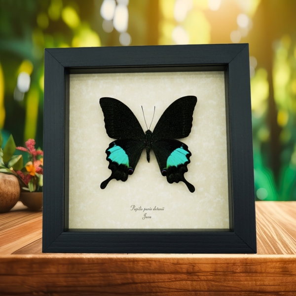Papilio paris Peacock Swallowtail Green Butterfly Framed Taxidermy Display