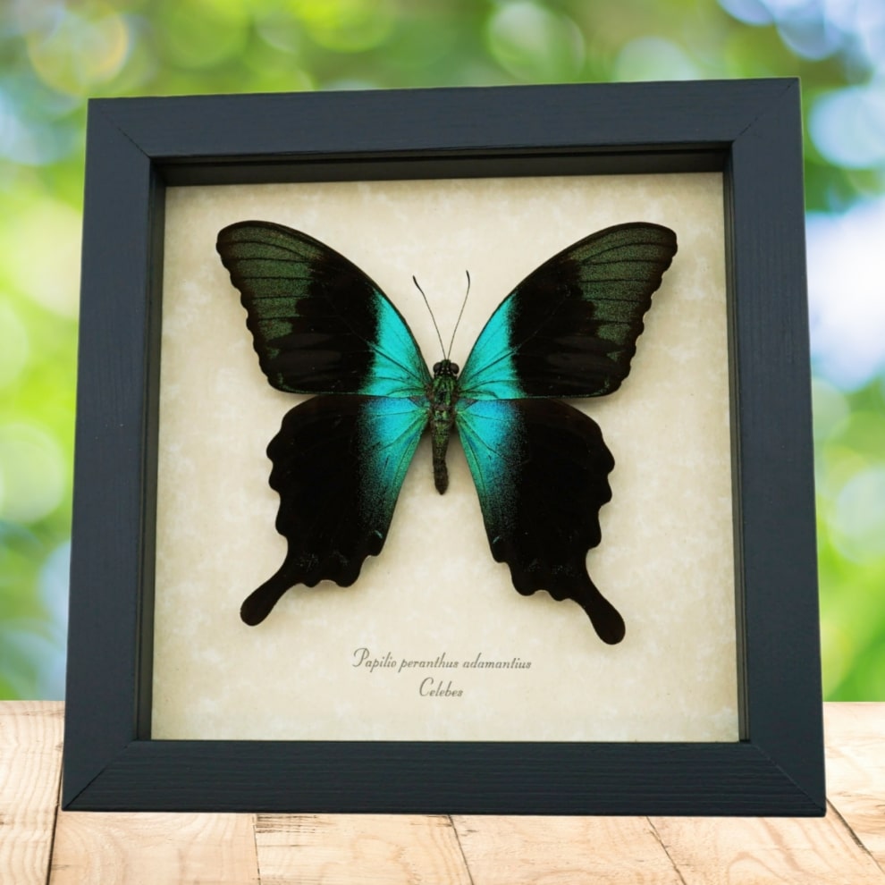 Papilio peranthus adamantius Butterfly Framed Green Swallowtail Taxidermy Display Papilio peranthus adamantius Butterfly Framed Green Swallowtail Taxidermy Display