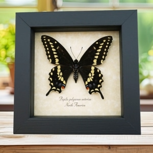 Eastern Black Swallowtail Butterfly Framed Taxidermy Display