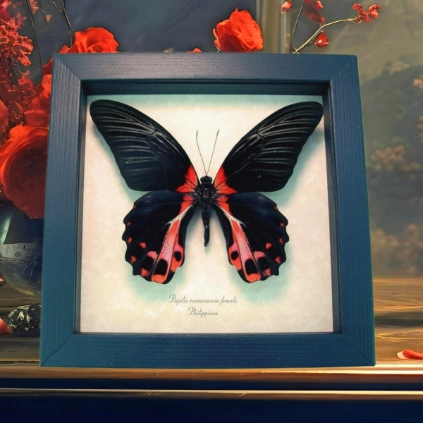 Papilio rumanzovia female Scarlet Mormon Butterfly Framed Taxidermy Display
