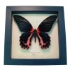Papilio rumanzovia female Scarlet Mormon Butterfly Framed Taxidermy Display