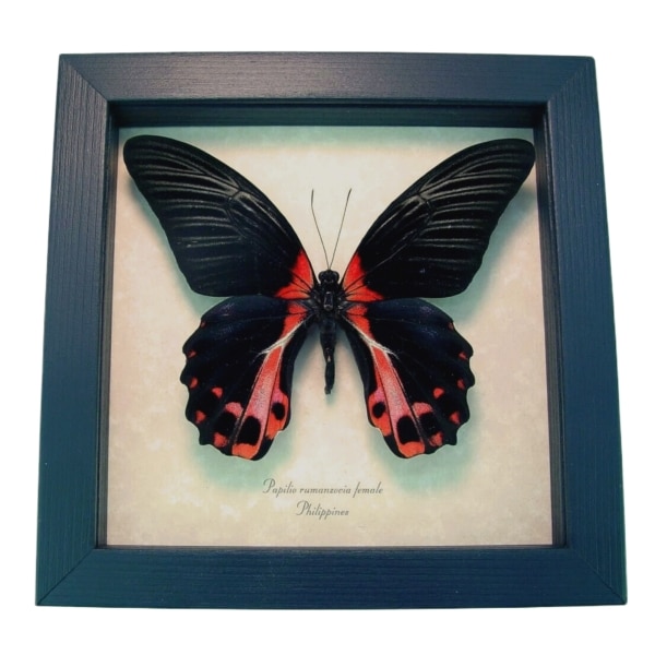 Papilio rumanzovia female Scarlet Mormon Butterfly Framed Taxidermy Display