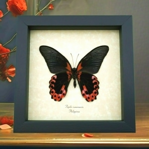 Papilio rumanzovia verso Scarlet Mormon Butterfly Framed Taxidermy Display