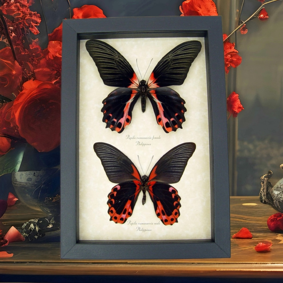 Scarlett Mormon Pair Butterflies Papilio rumanzovia Real Framed Butterfly Taxidermy Display Scarlett Mormon Pair Butterflies Papilio rumanzovia Real Framed Butterfly Taxidermy Display