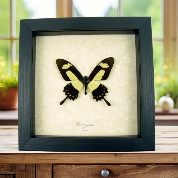 Papilio torquatus Golden Swallowtail Butterfly Framed Taxidermy Display