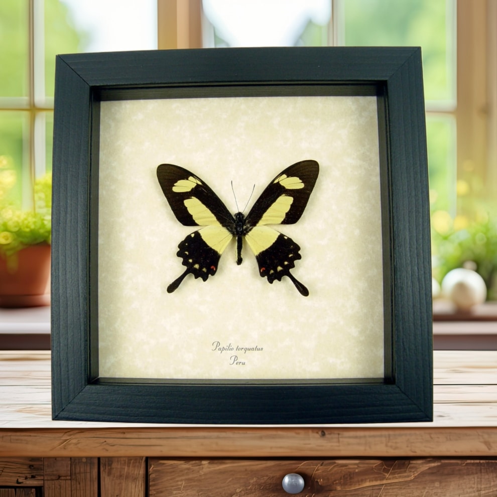 Papilio torquatus Golden Swallowtail Butterfly Framed Taxidermy Display Papilio torquatus Golden Swallowtail Butterfly Framed Taxidermy Display