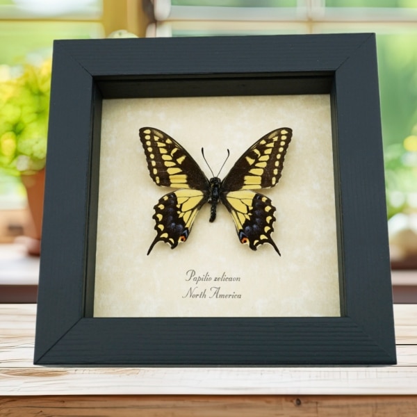 Papilio Zelicaon Anise Swallowtail Butterfly Framed Taxidermy Display