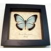 Pareronia valeria lutescens Butterfly Blue Common Wanderer Framed Taxidermy Display
