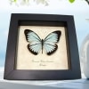 Blue Common Wanderer Butterfly Pareronia valeria lutescens Framed Taxidermy Display