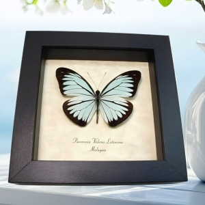 Blue Common Wanderer Butterfly Pareronia valeria lutescens Framed Taxidermy Display