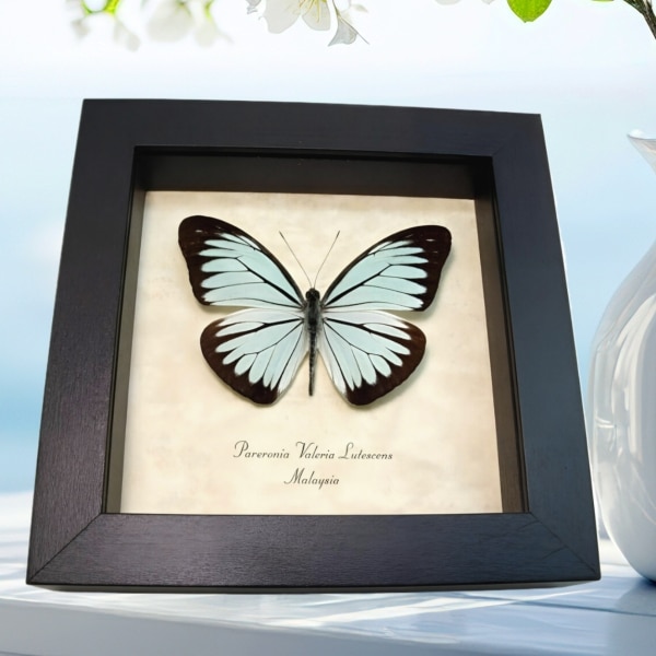 Blue Common Wanderer Butterfly Pareronia valeria lutescens Framed Taxidermy Display Blue Common Wanderer Butterfly Pareronia valeria lutescens Framed Taxidermy Display