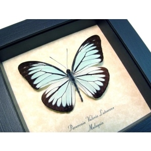Pareronia valeria lutescens Butterfly Blue Common Wanderer Framed Taxidermy Display