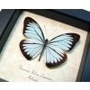 Pareronia valeria lutescens Butterfly Blue Common Wanderer Framed Taxidermy Display