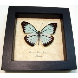 Pareronia valeria lutescens Butterfly Blue Common Wanderer Framed Taxidermy Display