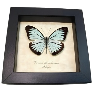 Blue Common Wanderer Butterfly Pareronia valeria lutescens Framed Taxidermy Display