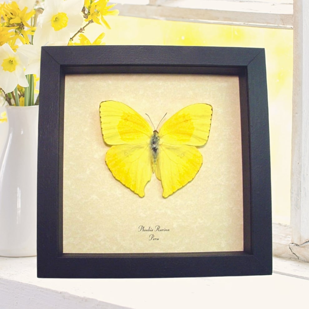 Real Framed Sulpher Yellow Butterfly Phoebis rurina Taxidermy Display