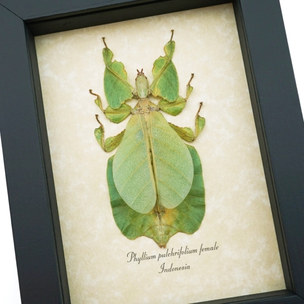Phyllium pulchrifolium Female Green Leaf Insect Real Framed Taxidermy Display
