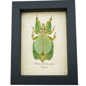 Phyllium pulchrifolium Female Green Leaf Insect Real Framed Taxidermy Display