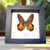 Golden Lady Slipper Butterfly Pierella hyceta Framed Taxidermy Display