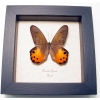 Pierella hyceta Golden Lady Slipper Butterfly Framed Taxidermy Display