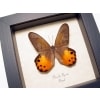 Pierella hyceta Golden Lady Slipper Butterfly Framed Taxidermy Display