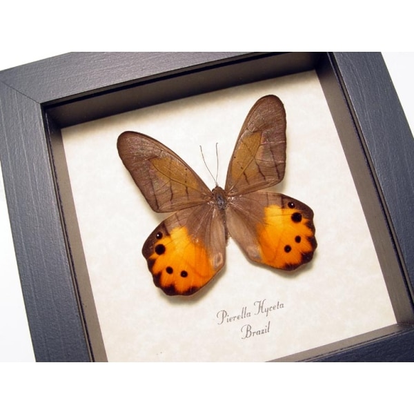 Pierella hyceta Golden Lady Slipper Butterfly Framed Taxidermy Display