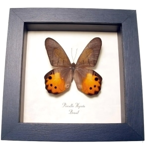 Golden Lady Slipper Butterfly Pierella hyceta Framed Taxidermy Display