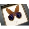 Pierella lena Purple Satyrinae Butterfly Framed Taxidermy Display