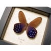 Pierella lena Purple Satyrinae Butterfly Framed Taxidermy Display