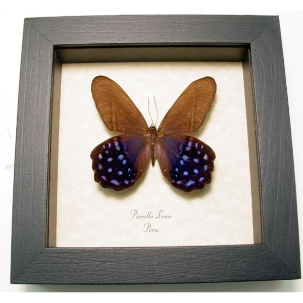 Pierella lena Purple Satyrinae Butterfly Framed Taxidermy Display