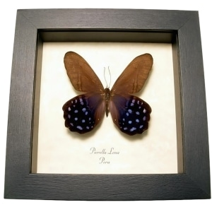 Purple Satyrinae Butterfly Pierella lena Framed Taxidermy Display