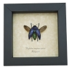 Polybothris sumptuosa gemma Purple Green Madagascar Beetle Framed Taxidermy Display